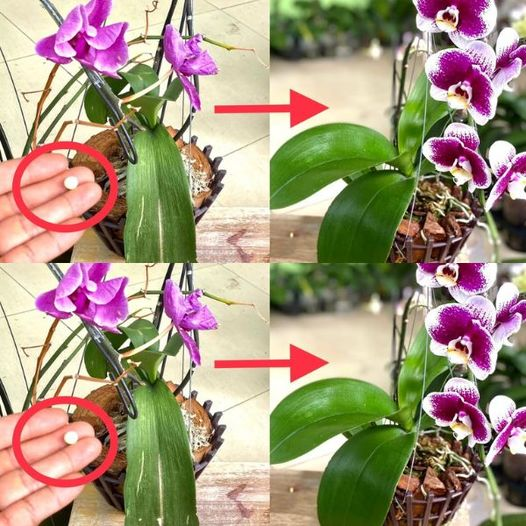Nur 1 Tablette reicht aus, um sie für immer blühen zu lassen: So heilen Sie die Orchidee