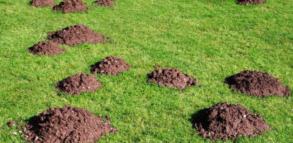 Nur 25 Minuten und Sie werden keine Maulwürfe mehr auf der Baustelle sehen: ohne Fallen und Flaschen