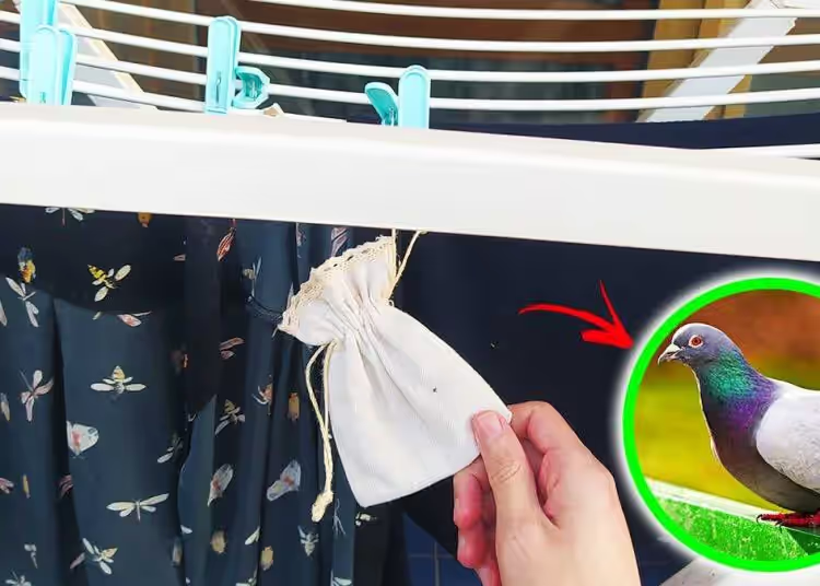 Nur 3 Gewürze reichen aus, um Tauben von Ihrer Wäsche fernzuhalten!