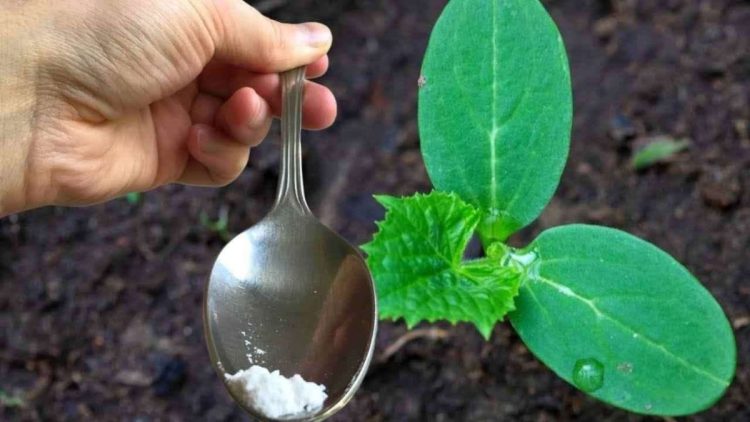 Nur ein Esslöffel für jede Gurke, die Sie in Ihrem Garten haben, und Sie werden doppelt so viele ernten