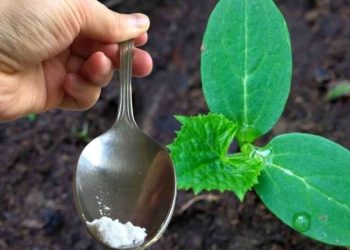 Nur ein Esslöffel für jede Gurke, die Sie in Ihrem Garten haben, und Sie werden doppelt so viele ernten