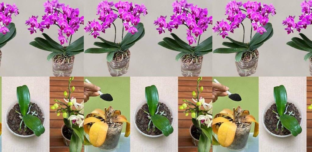 Nur ein Teelöffel, plötzlich blüht die Orchidee auf wundersame Weise viele Blumen