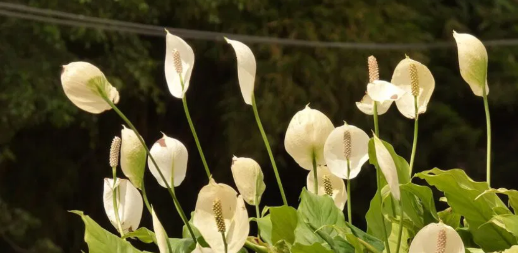 Nur wenige wissen, dass diese drei einfachen Expertentricks ausreichen, um die Spataphyllum zum Blühen zu bringen und immer üppig zu machen.