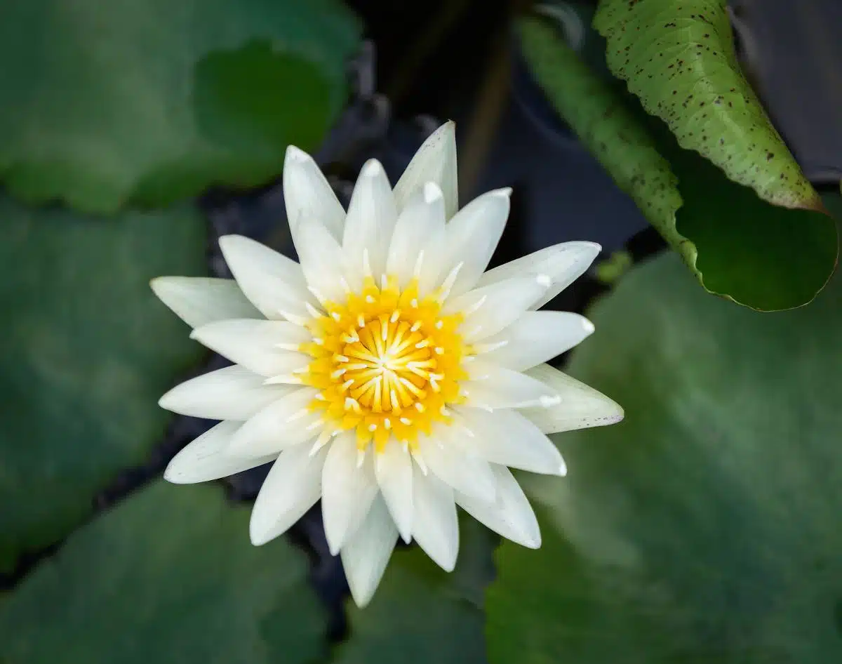 Nymphaea pygmaea Helvola und Nénuphar pygmée nain