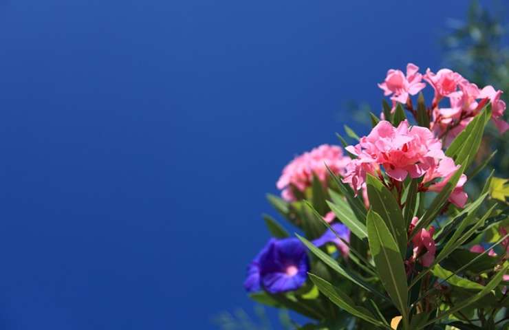 wie Oleander sich vermehrt