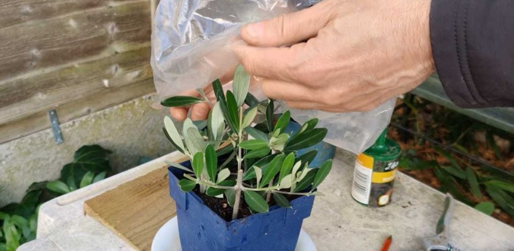 Olivenbaum, der Trick, ihn aus einem Zweig unendlich zu vermehren: alles kostenlos