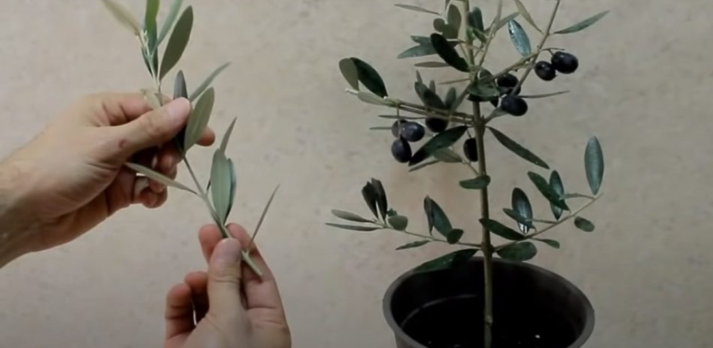 Olivier, der Tipp zur unendlichen Vervielfachung ab einem Strang: alles kostenlos