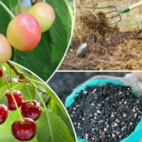 Optimale Pflege für Kirschen und Kirschen! Welche Düngemittel eignen sich für diese Obstbäume?!