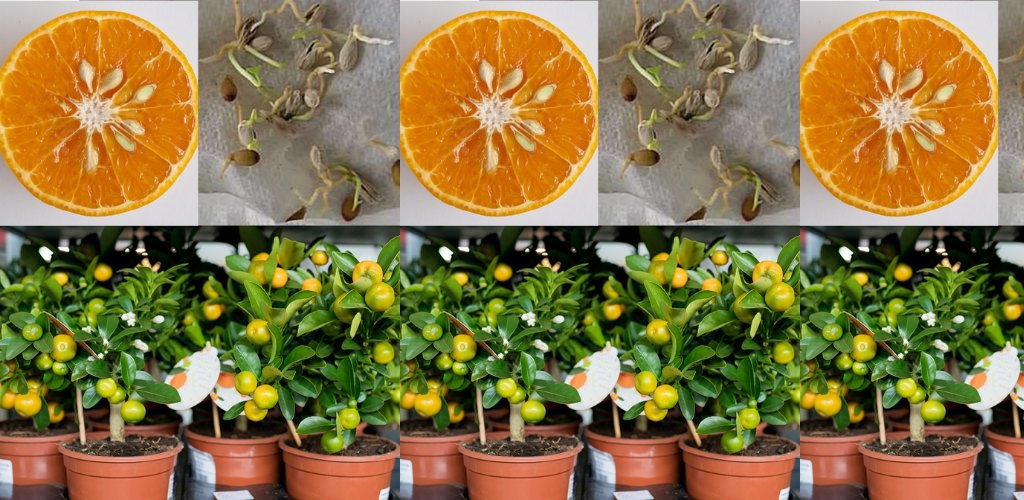 Orangenbäume in Töpfen aus Samen gekaufter Orangen züchten