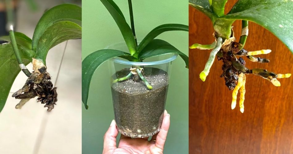 Orchidee ohne Wurzeln? Er wird schnell wiedergeboren, man muss es nur so machen