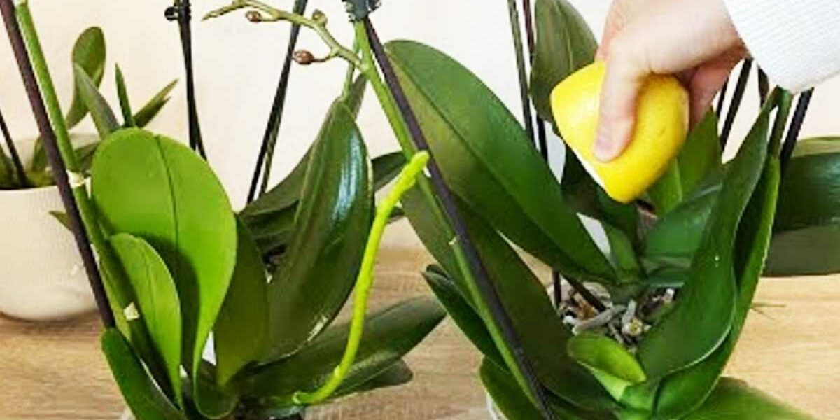 Orchideen: Der Tipp der Floristen für eine üppige Blüte und glänzende, kräftige Blätter.