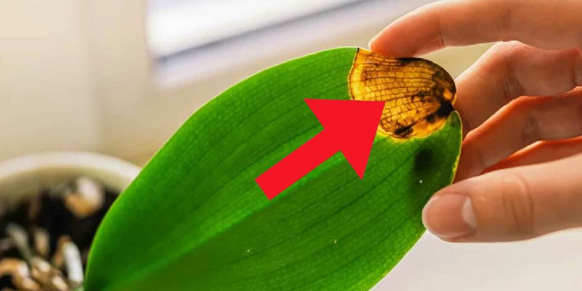 Orchideen mit gelben Blättern: Was tun, damit sie wieder grün werden?