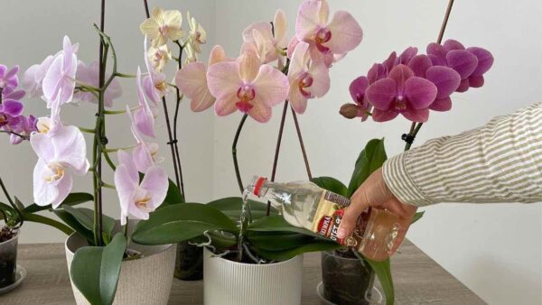 Orchideen – nur wenn Sie sie mit dieser beliebten Zutat gießen, bleiben sie lange haltbar