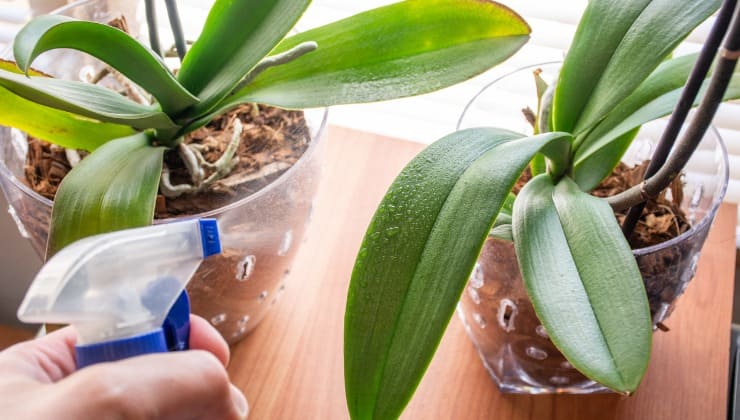 Behandlung von Orchideen mit Sprays