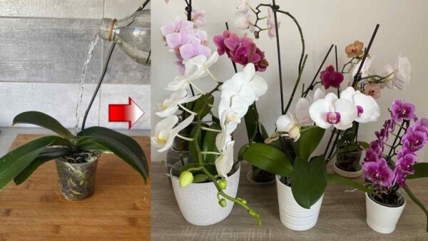 Orchideen, nur wenn man sie so gießt, halten sie ein Leben lang: immer üppig