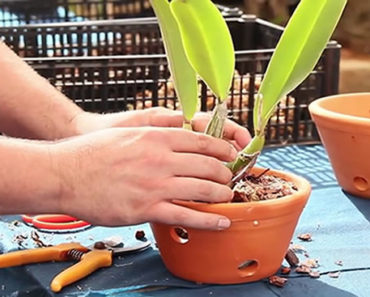 Orchideen pflanzen – einfach Schritt für Schritt