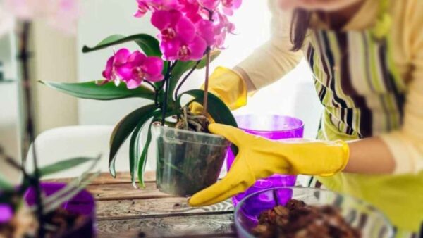 Orchideen, vergesst die Erde: Wenn ihr das tut, werden sie üppig blühen