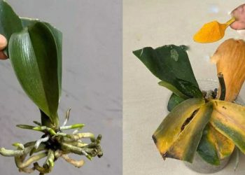 Orchideen, wie man sie in einem Schritt vor Bakterien und Krankheiten schützt: Sie sterben nie wieder