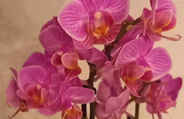 Orchideenkrankheiten: Symptome und Fehler, die bei der Kultivierung gemacht werden