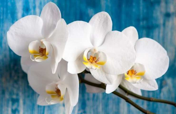 Orquídeas marchitas por el calor tórrido, tenemos que correr a refugiarnos