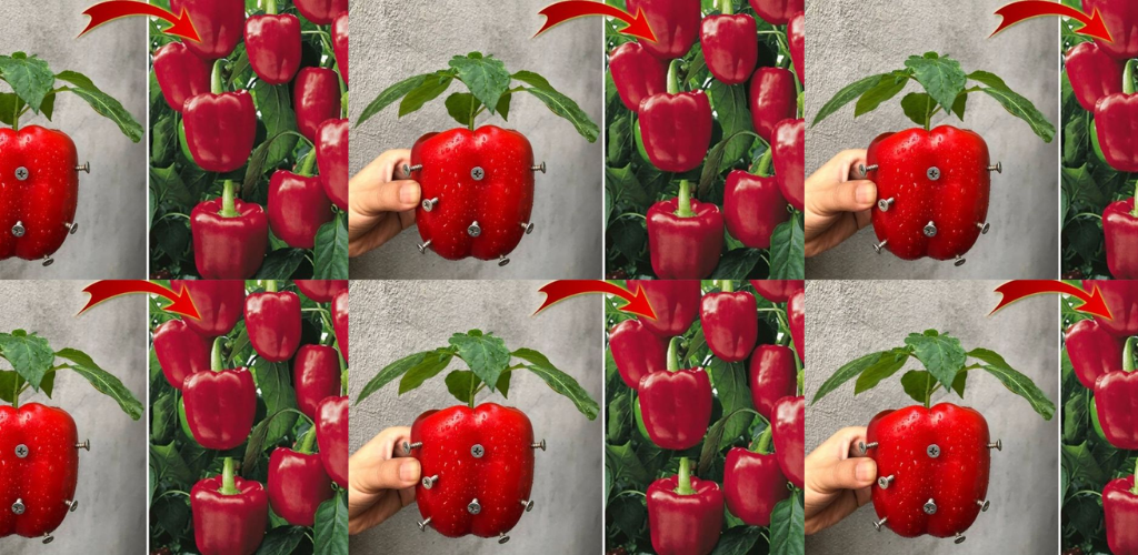 Paprika anbauen – Die wichtigsten Schritte zu einer reichen Ernte