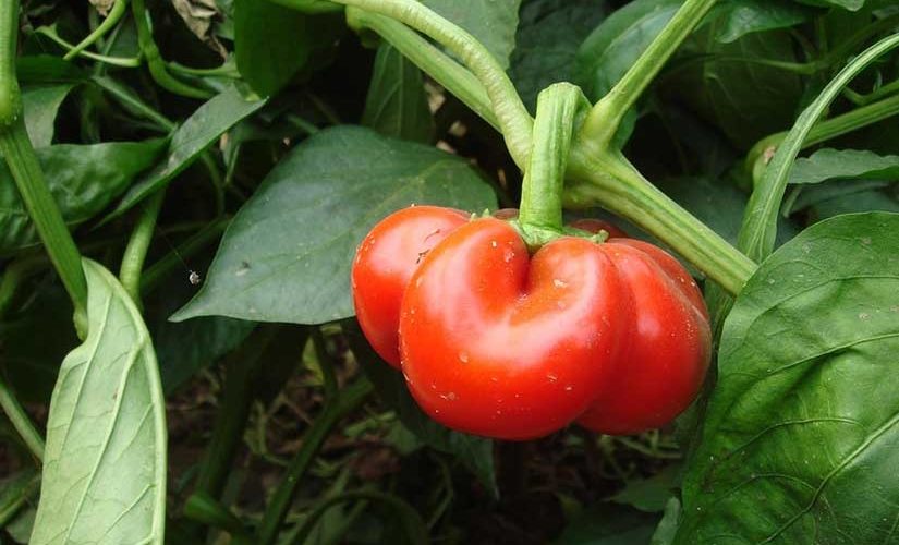 Paprika säen: Wann und wie pflanzen?