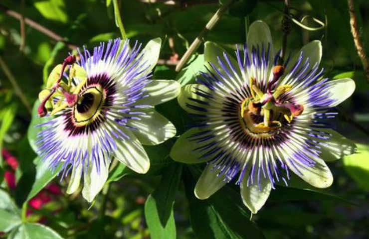 Passionsblume oder Passionspflanze, Anbauanleitung