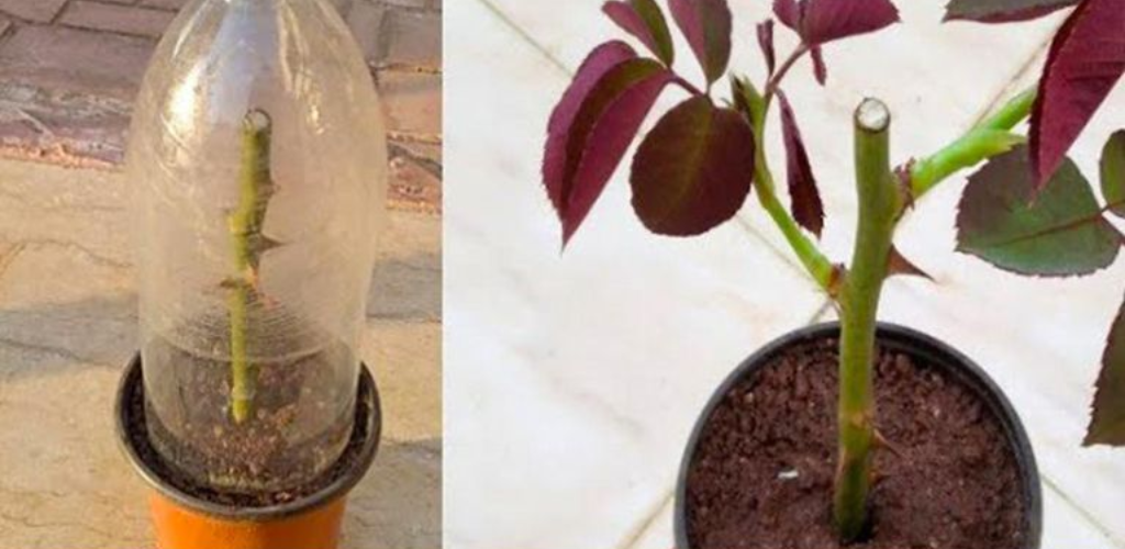 Perfekte Wintermethode: Rosenstecklinge zu Hause züchten