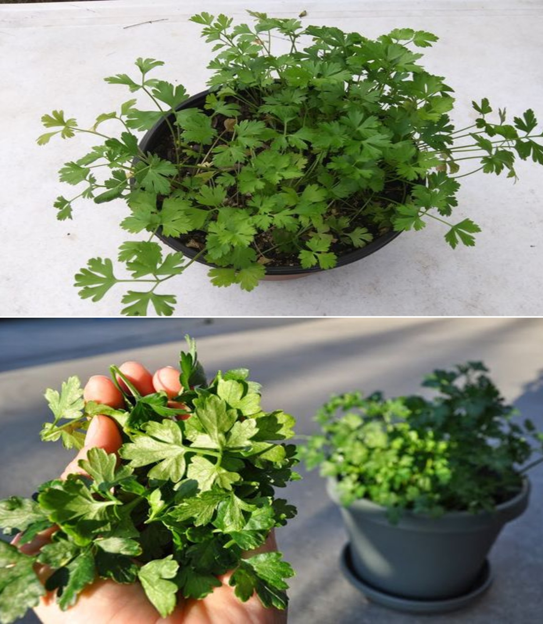 Petersilie in Töpfen, die Geheimnisse für den üppigen Anbau