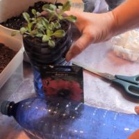 Petunien pflanzen: Anleitung für Anfänger!