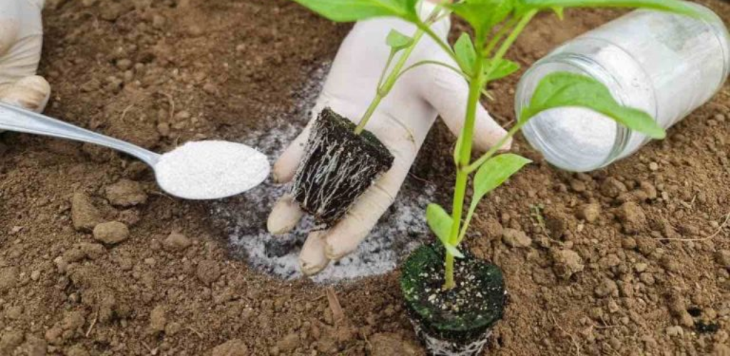 Pflanzen Sie Paprika auf diese Weise und Sie werden eine sehr reiche und reiche Ernte haben