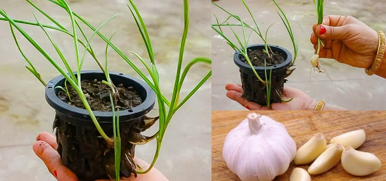 Pflanzen Sie frischen, biologischen Knoblauch, ohne das ganze Jahr über Geld auszugeben.