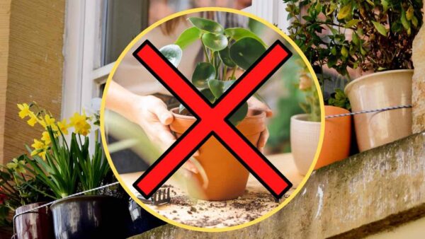 Pflanzen auf dem Balkon, Vorsicht: Diese sofort entwurzeln | Sie kennen die Risiken nicht, die Sie eingehen