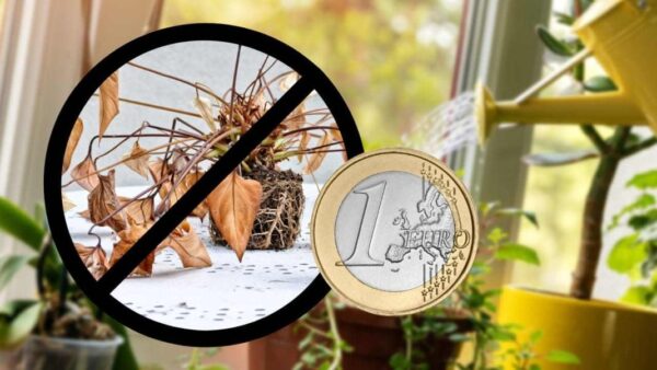 Pflanzen, das kostenlose Mittel, um sie auch außerhalb des Hauses zu gießen: Sie werden alle überleben, wenn Sie zurückkehren