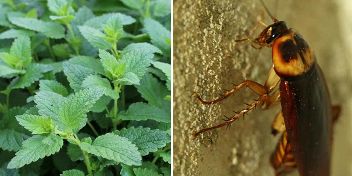 Pflanzen, die Fliegen und Kakerlaken wirksam vertreiben können