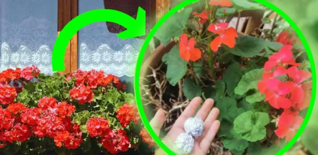 Pflanzen, sie kleben alle auf Alufolie: Der Grund ist großartig | schon vorher gewusst zu haben