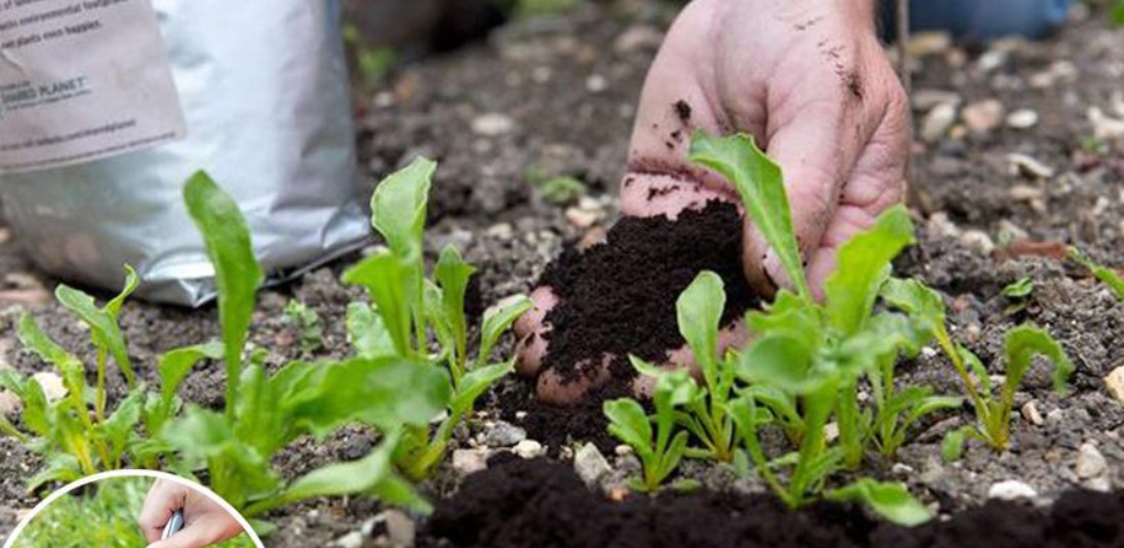 Pflanzenfavoriten entdecken: Die besten Pflanzen, die auf gebrauchtem Kaffeesatz gedeihen