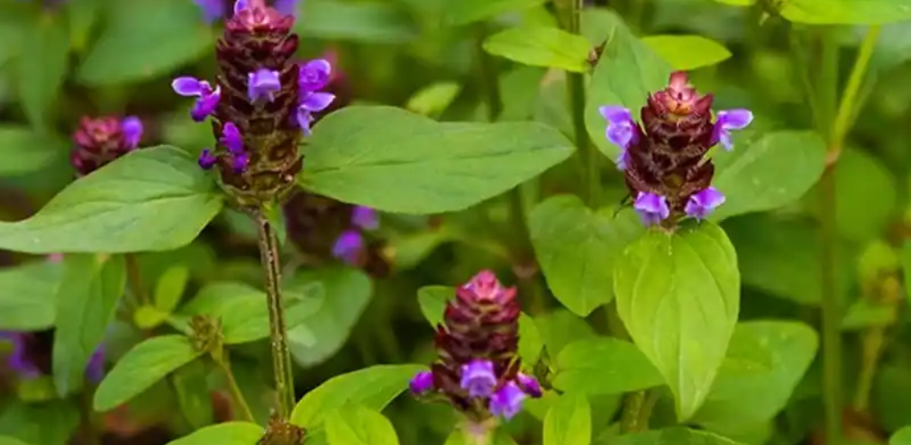 Prunella Vulgaris: Die vielseitige Heilerin der Natur