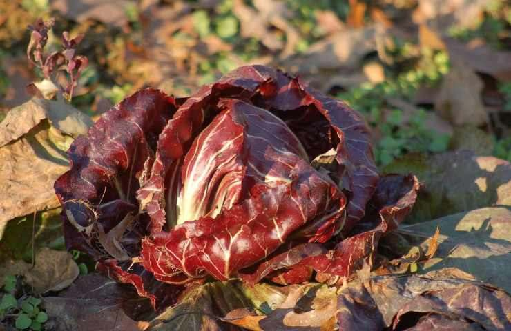 Radicchio, die Freunde und Feinde dieses Gemüses