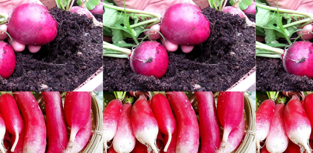 Radieschen: Die pikanten Juwelen Ihres Gartens