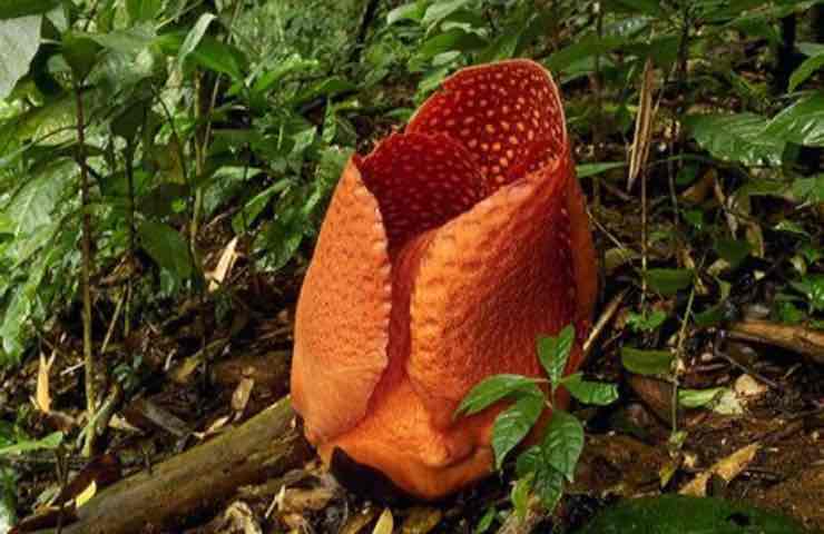 Rafflesia arnoldii Neugier