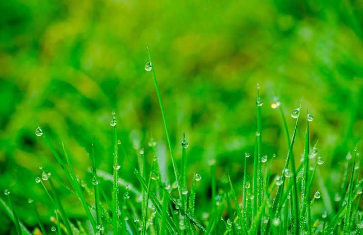 Rasenpflege: Die Fehler, die Sie machen, wenn Sie bemerken, dass er beschädigt ist