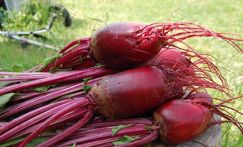 Rüben säen: Wann und wie pflanzt man sie?