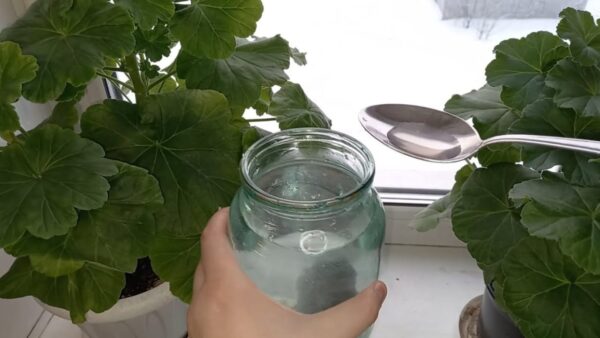 Reichlich blühende Geranien, wenn Sie ihnen jeden Abend einen Tropfen dieser Zutat geben