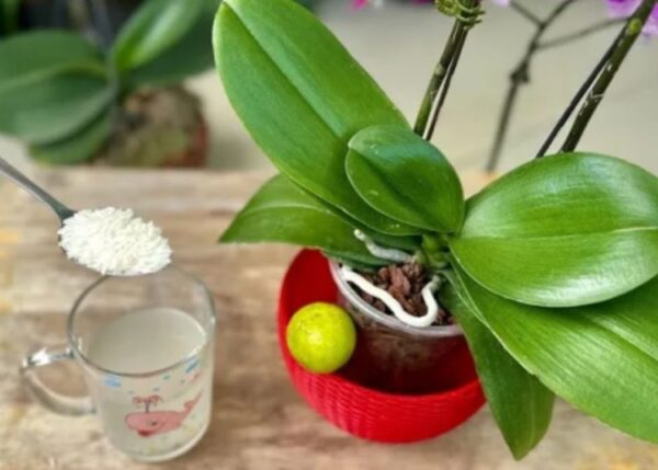 Reiswasser zum Gießen von Orchideen: Gebrauchsanweisung