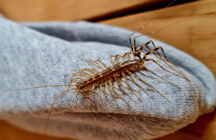 Riesen-Scutigera-Befall – was tun?