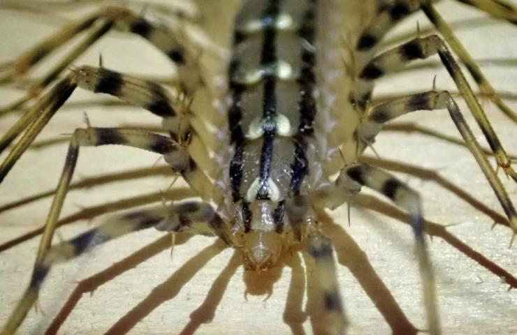 Eigenschaften der Scutiger-Riesen