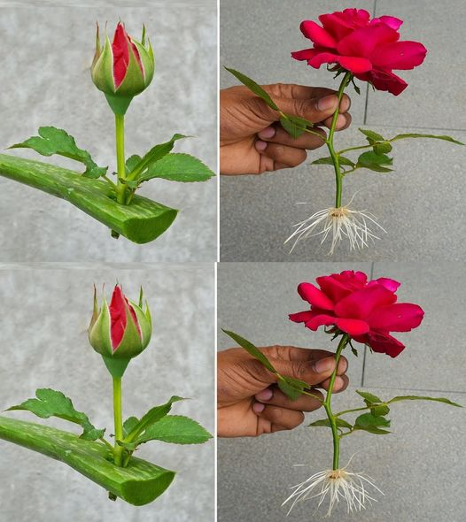 Rosen, die das ganze Jahr über blühen: Erfahren Sie, wie man sie anbaut!