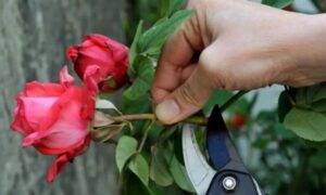 Rosen vermehren Sie mit dem Stängel-Trick: Das machen alle Floristen und es ist ganz einfach