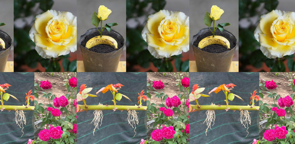 Rosen, wie man sie mit einer Banane unendlich vermehrt: Ihre Nachbarn werden neidisch sein